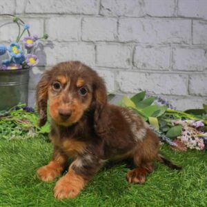 Dachshund – 427