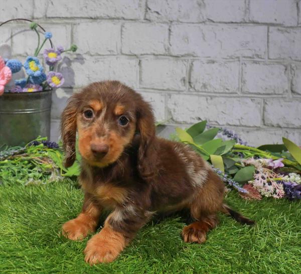 Tom, Dachshund, Image 1