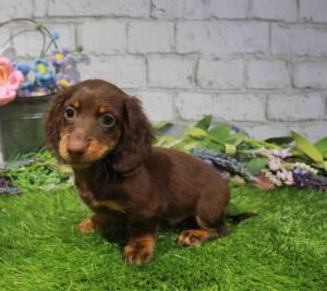 Waggles Duluth Dachshund puppy available