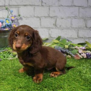 Dachshund – 428