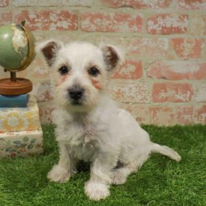 West Highland White Terrier – 430