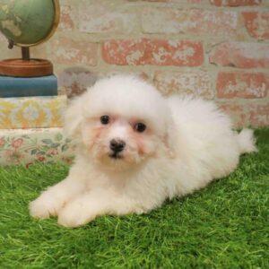 Bichon – 431
