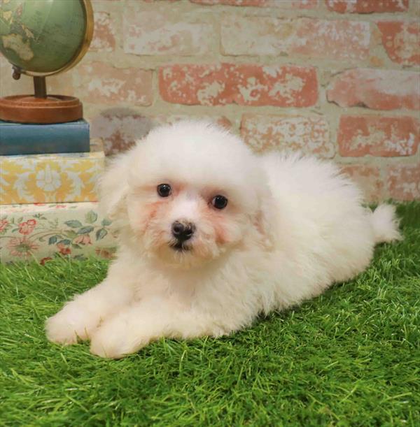 Gigi, Bichon, Image 1