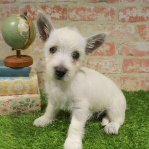 West Highland White Terrier – 429