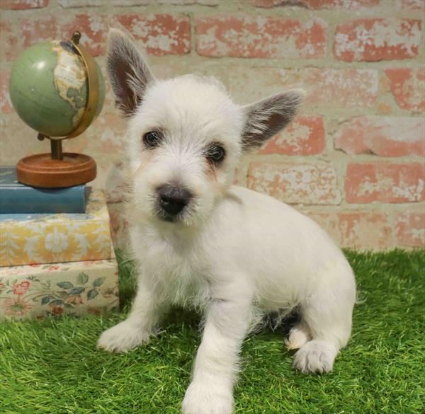 West Highland White Terrier - 429, West Highland White Terrier, Image 1