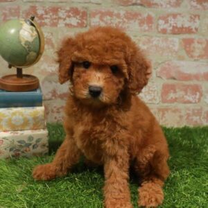 Maltipoo – 432