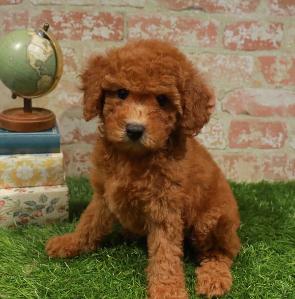 Maltipoo - 432, Maltipoo, Image 1