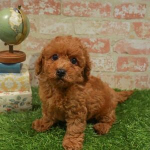 Cavapoo – 433