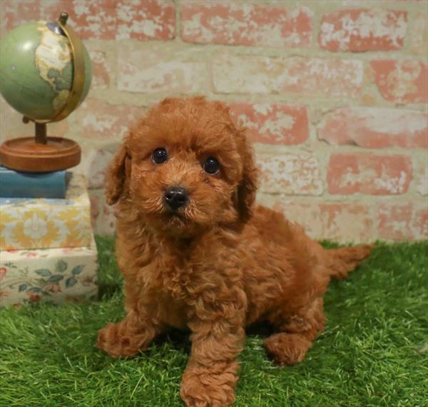 Cavapoo - 433, Cavapoo, Image 1