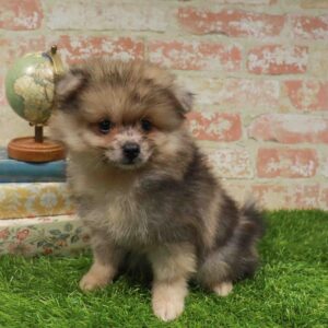 Pomeranian – 434