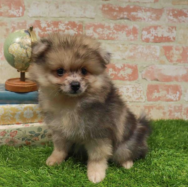 Waffle, Pomeranian, Image 1