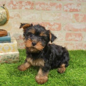 Silky Terrier – 435