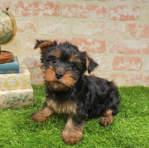 Hazel, Silky Terrier, Image 1