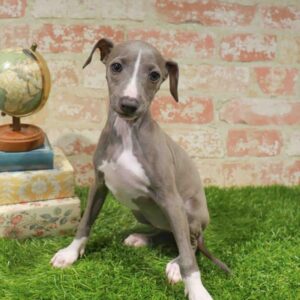 Italian Greyhound – 436