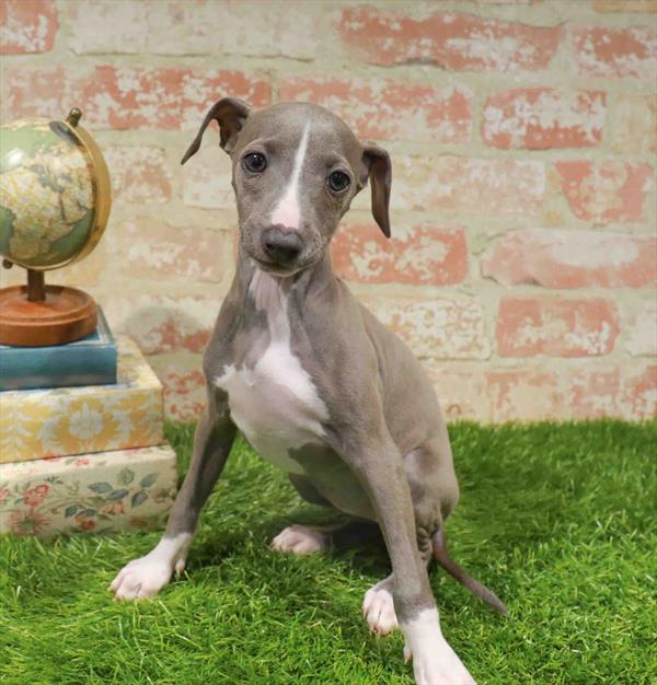 Roxie, Italian Greyhound, Image 1