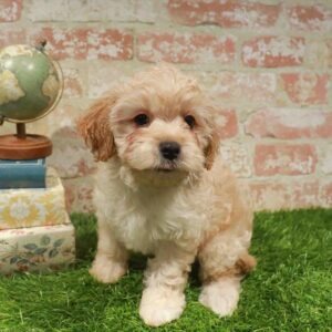 Cavapoo – 437