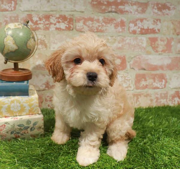 Honey, Cavapoo, Image 1