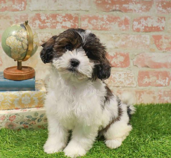 Daisy, Teddy Bear, Image 1
