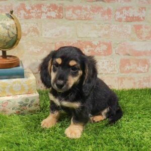 Dachshund – 439