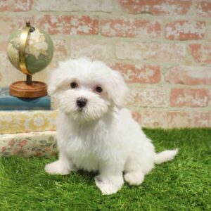 Maltese – 440