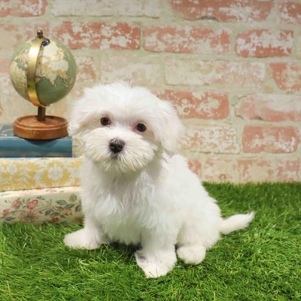 Pearl, Maltese, Image 1