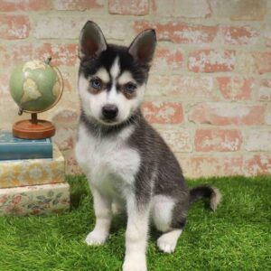 Alaskan Klee Kai – 441