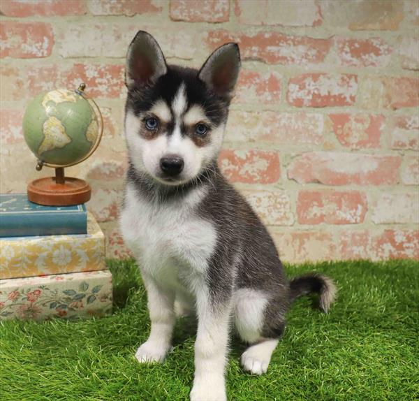 Zola, Alaskan Klee Kai, Image 1