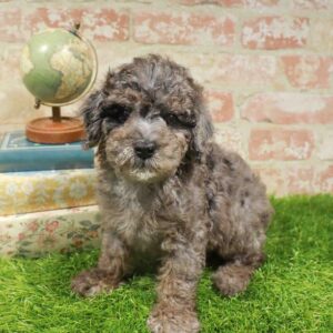 Mini Poodle – 443