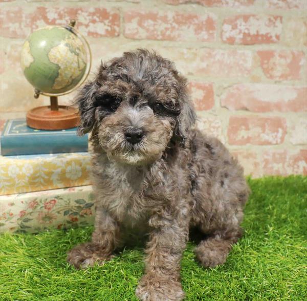 Ivy, Mini Poodle, Image 1