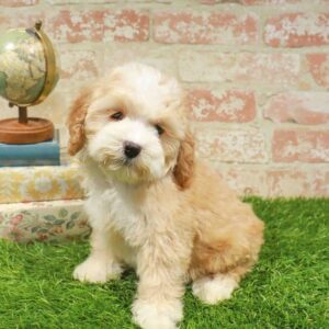 Cockapoo – 442