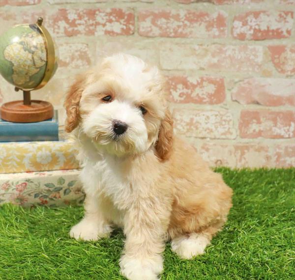 Toby, Cockapoo, Image 1