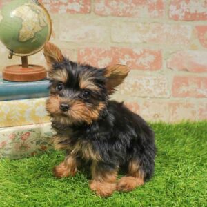 Silky Terrier – 446