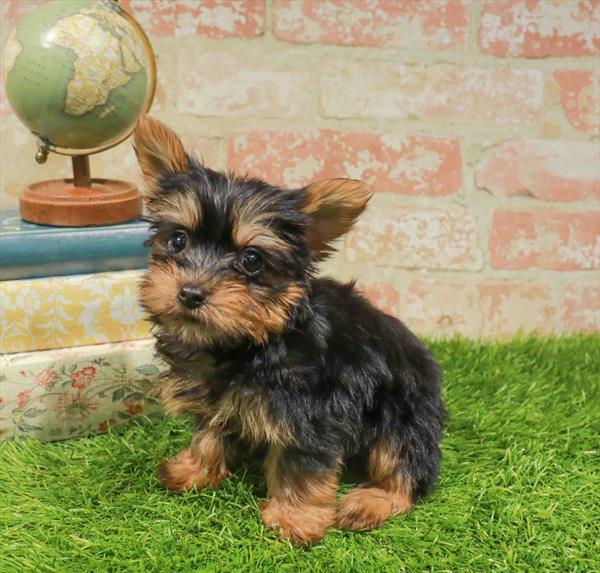 Mia, Silky Terrier, Image 1