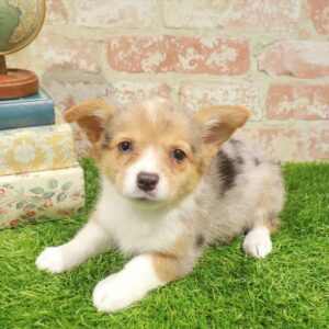 Pembroke Welsh Corgi – 444