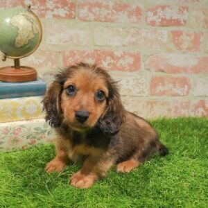 Dachshund – 447