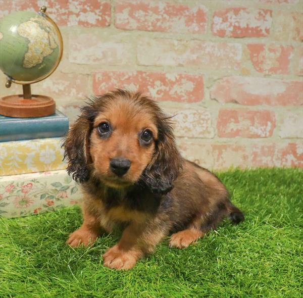 Simba, Dachshund, Image 1