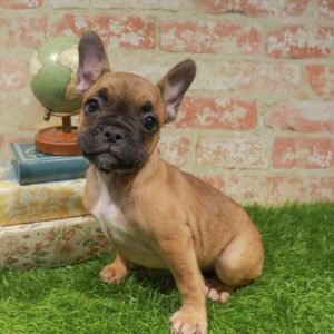 French Bulldog – 445
