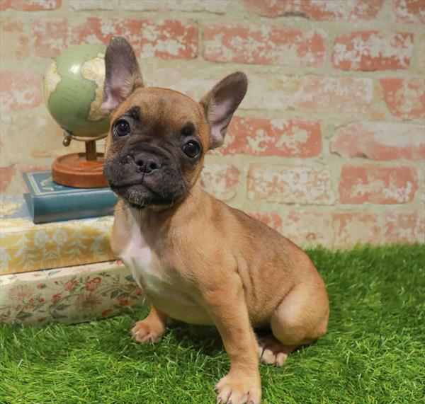 Snickers, French Bulldog, Image 1