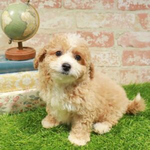 Maltipoo – 448