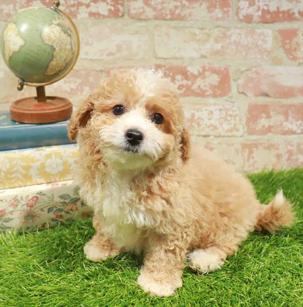 Sunshine, Maltipoo, Image 1