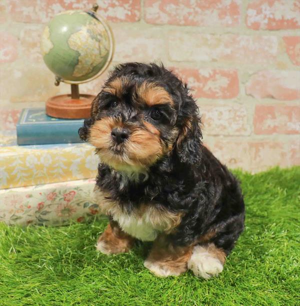 Luna, Yorkie-Poo, Image 1