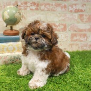 Teddy Bear – 453