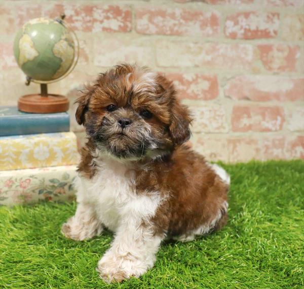 Hershey, Teddy Bear, Image 1
