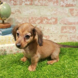 Dachshund – 452