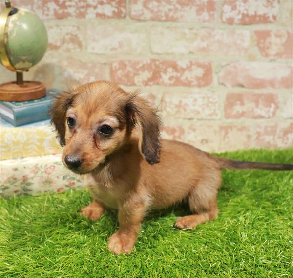 Millie, Dachshund, Image 1