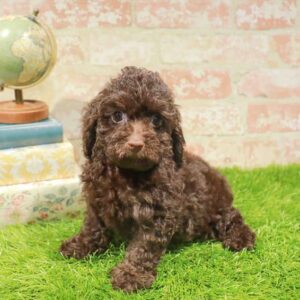 Cockapoo – 450