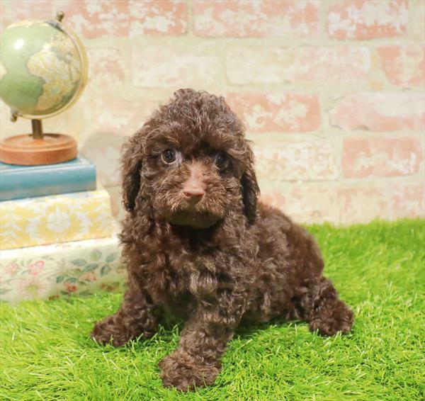Brownie, Cockapoo, Image 1