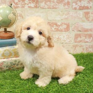 Bichapoo – 451