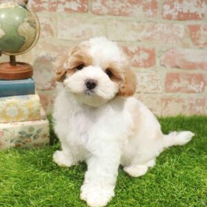 Maltipoo – 454