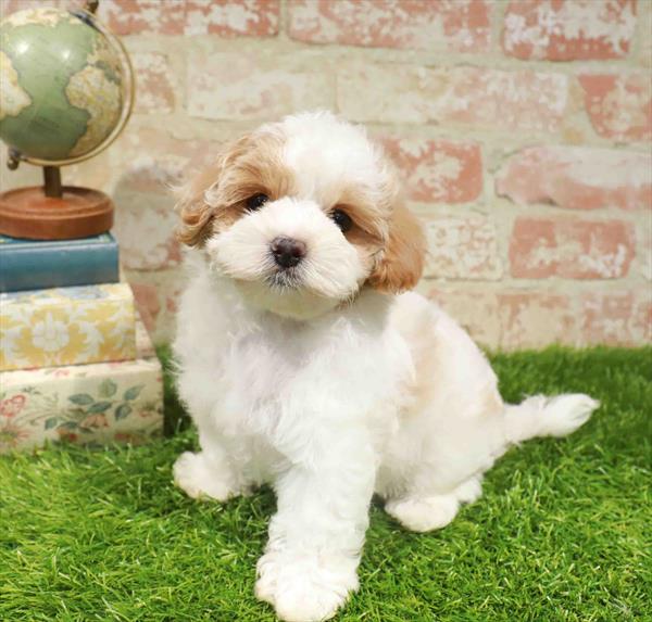 Ollie, Maltipoo, Image 1